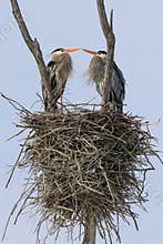 Great Blue Heron Nesting Pair