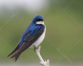 Tree swallow