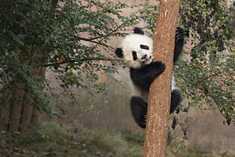 Baby Panda