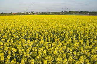 Canola fields