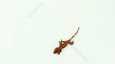 Collection of top view of isolated gecko