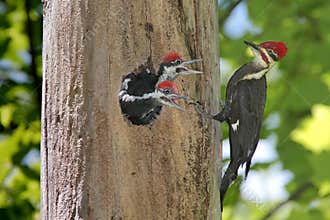Hungry Baby Woodpeckers
