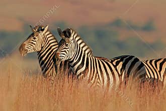 Plains Zebra