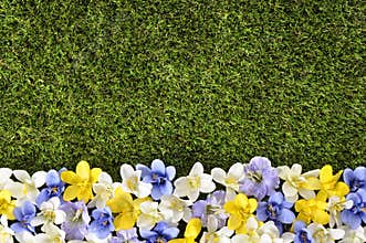 Spring or summer border background