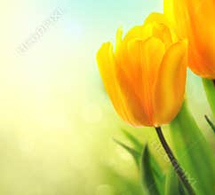 Spring tulip flowers growing