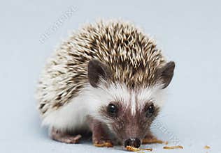 Cute rodent hedgehog baby atelerix albiventris background