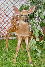 Fawn In Captivity