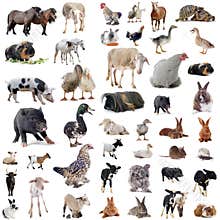 Farm animals