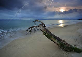 Dead wood on a beach