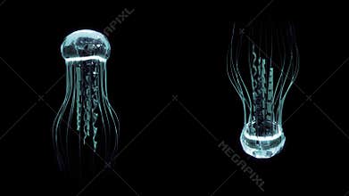 Jellyfish Swimming 4k Loop Assets Isolated on Black Background