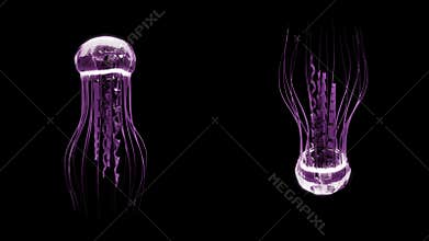 Jellyfish Swimming 4k Loop Assets Isolated on Black Background