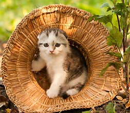 Cute kitten two month outdoor