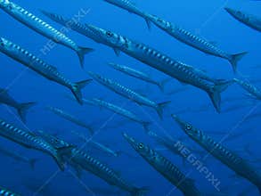 Barracuda