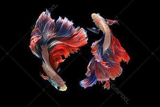 Dual betta fish