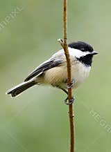 Black Capped Chickadee - Parus atricapillus
