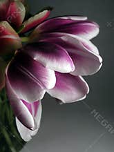 Emerging Spring