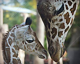 Baby Giraffe with Mom