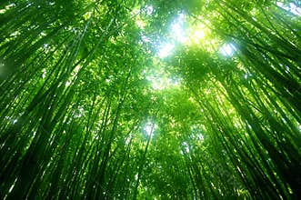 Green bamboo tree
