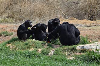 Chimpanzees wild animals