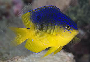 Cocoa Damselfish