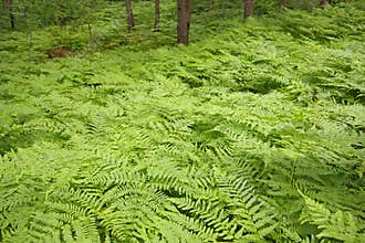 Eagle ferns foliage