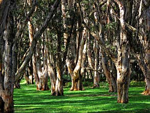 Australian woodland paperbark trees in sunlight