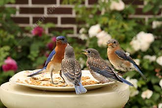 Bluebirds on the Watch