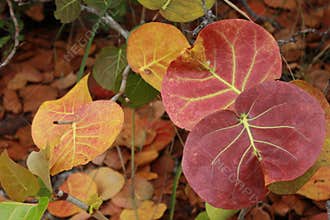 Leaves of Seagrape (Coccoloba uvifera)