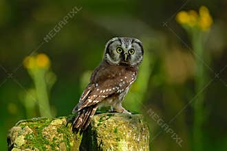 Small bird Boreal owl, Aegolius funereus, sitting on larch stone with clear green forest background and yellow flowers, animal in