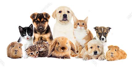 Set pets