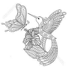 Hand drawn zentangle tribal flying butterfly, Hummingbird in hibiskus for adult anti stress coloring pages, t-shirt print.