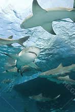 Lemon Sharks Behind Boat