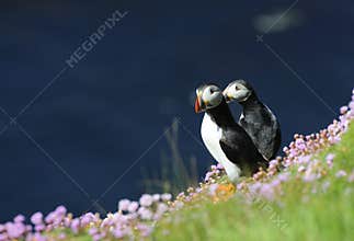 Puffins