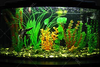 Aquarium