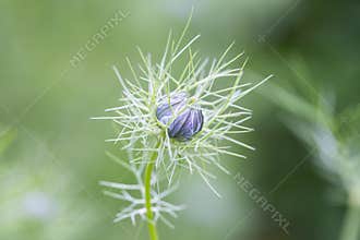 Black cumin bud macro