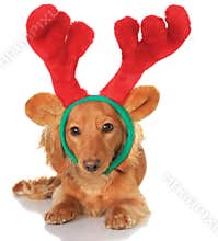Christmas reindeer