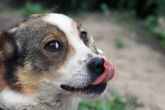 white dog licks his nose, on which sits a butterfly