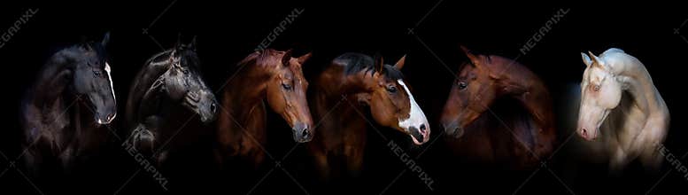 Group of horses