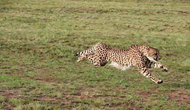 Cheetah
