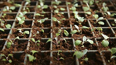 Flower seedlings in pots
