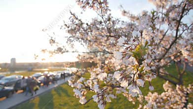 Branch of a blossoming cherry tree. Shallow depth of field.