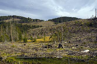 Deforestation
