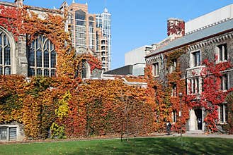 College with Fall Ivy