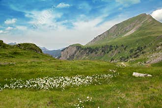 White flowers in an Alpine meadow