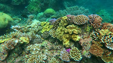 Snorkelling in a coral reef in coral sea at the Great Barrier Reef Queensland Australia