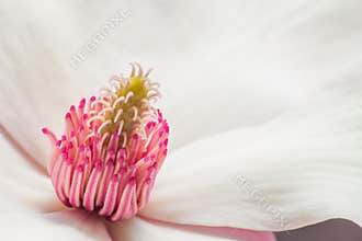 Magnolia