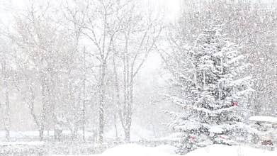 Christmas tree and snow fall
