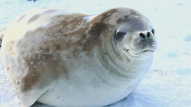Crabeater seals lying on the frozen ice of the Strait in Antarctica