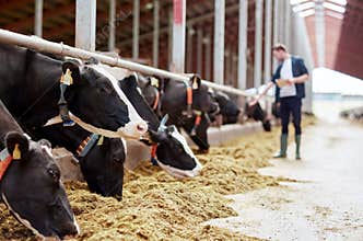 Herd of cows eating hay in cowshed on dairy farm