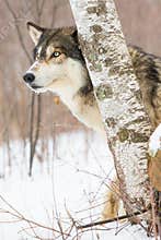 Super close wolf portrait